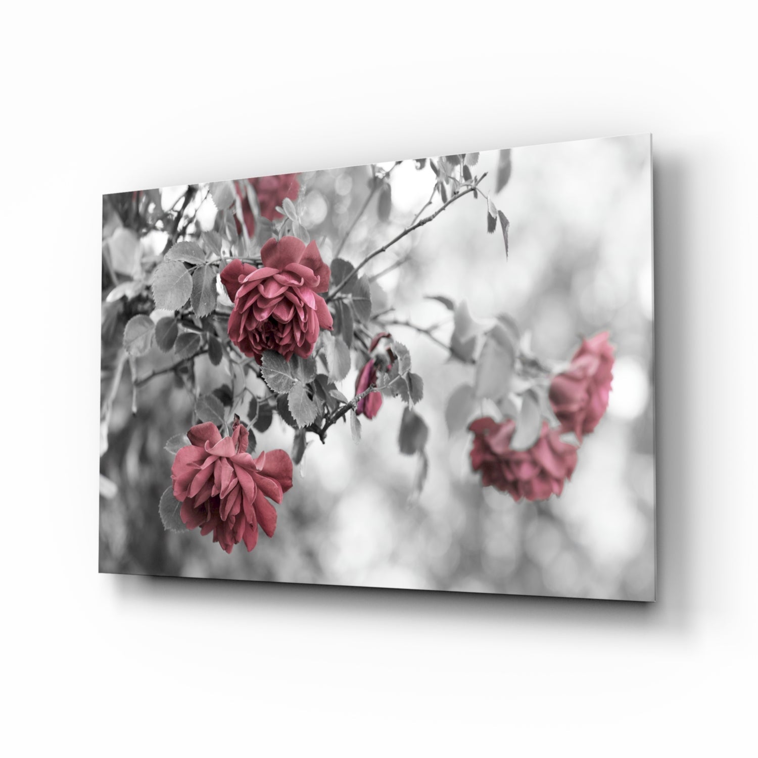Pink roses glass wall art