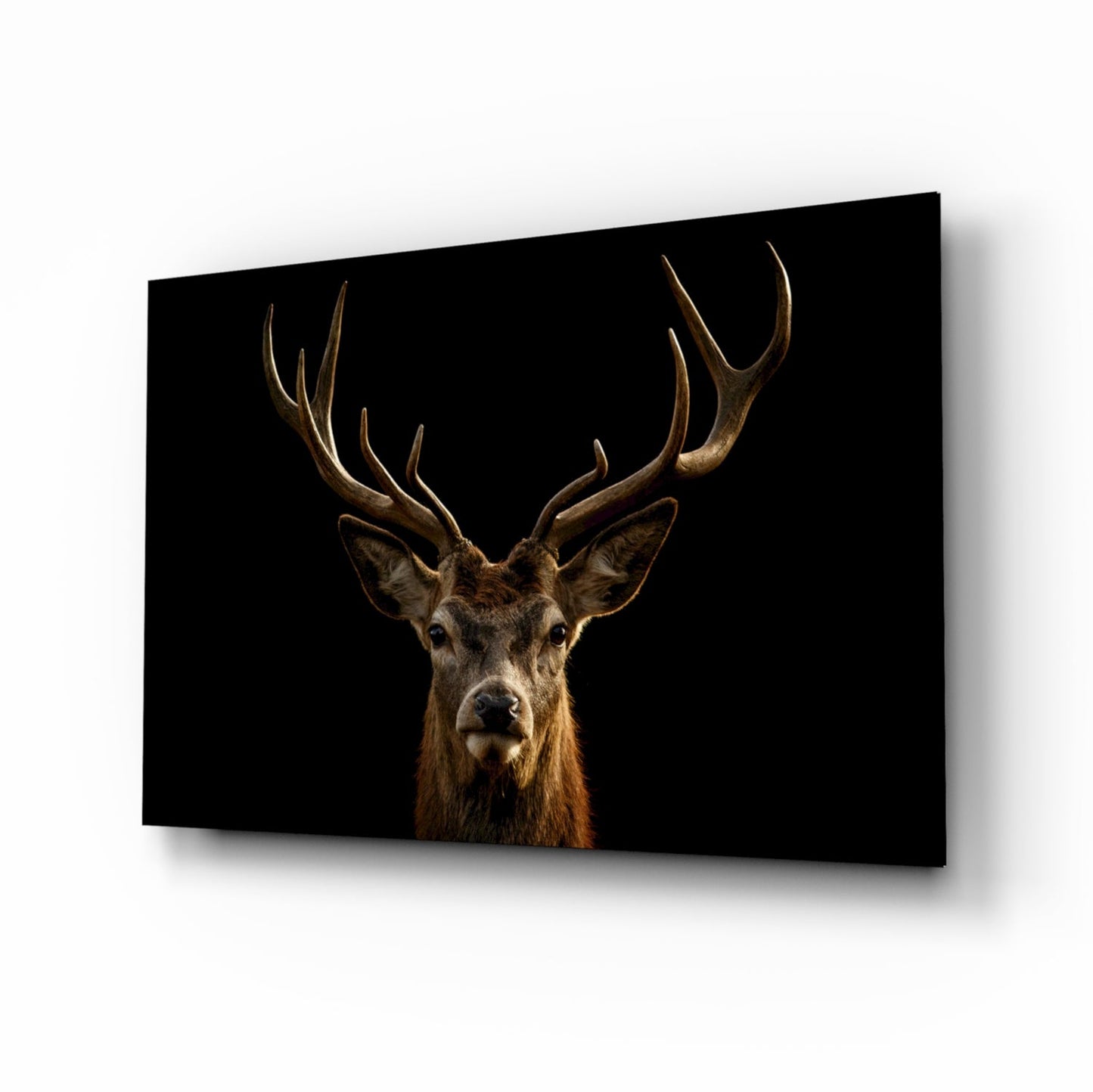 Red stag with branching antlers against black, glass wall art
