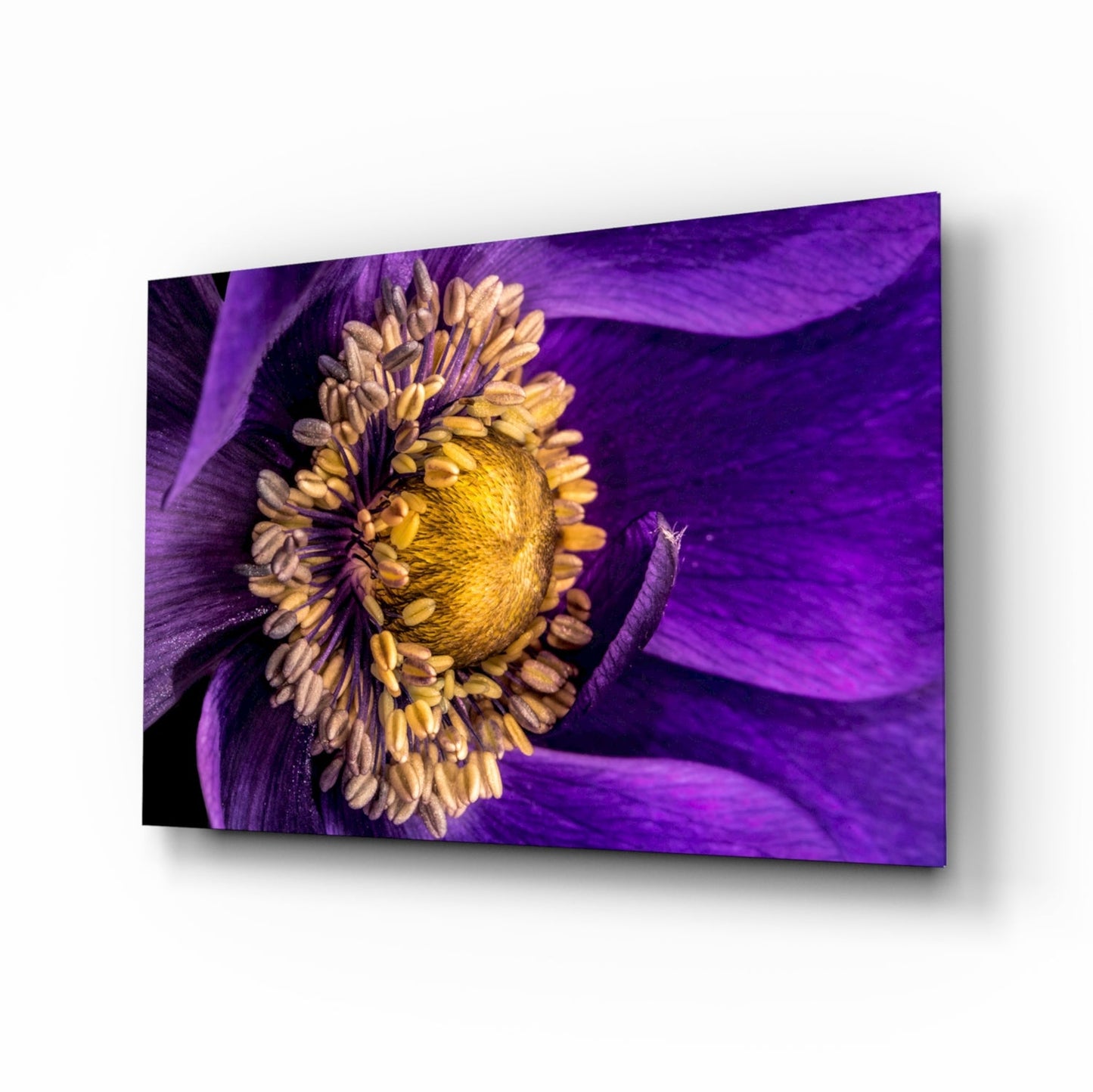 Violet anemone yellow flower glass wall art