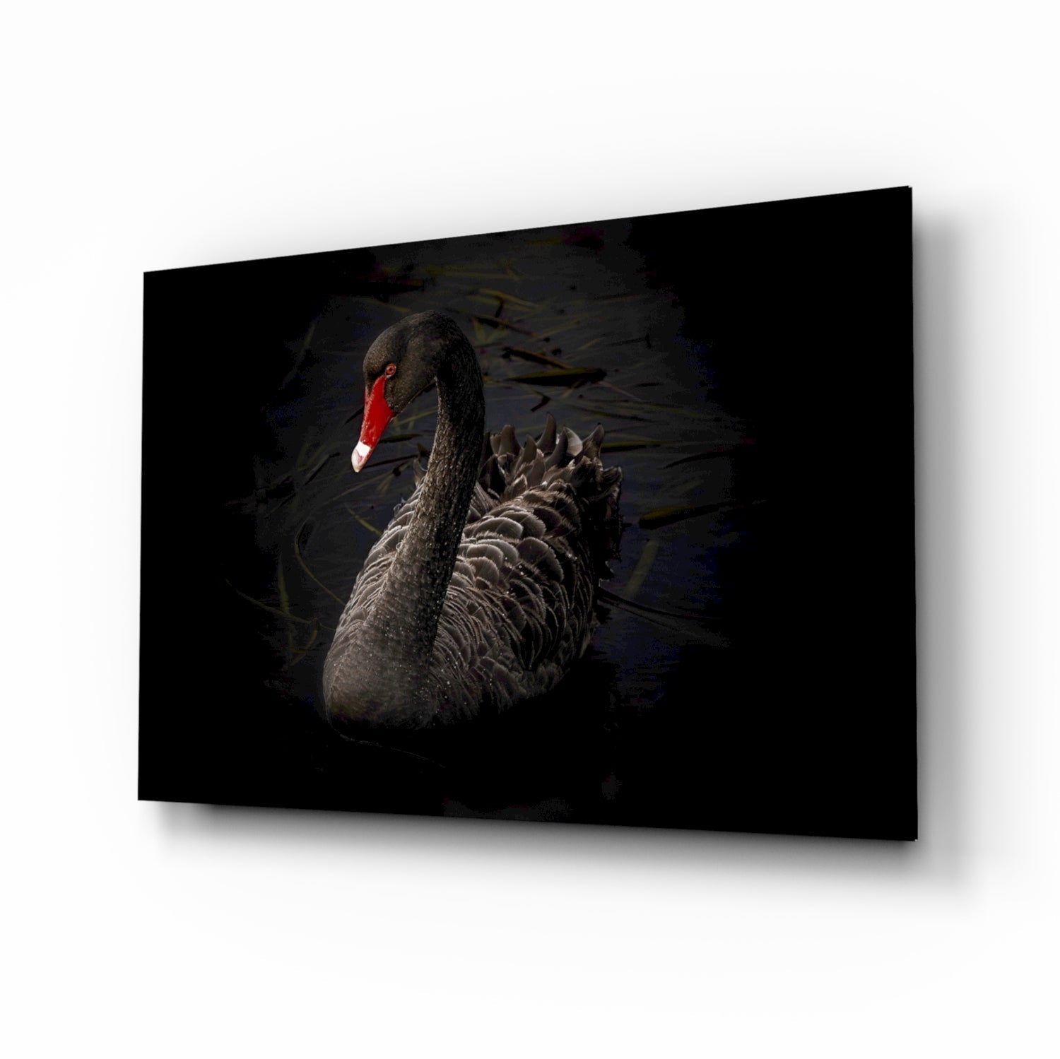 Black swan glass wall art with scarlet bill on dark water