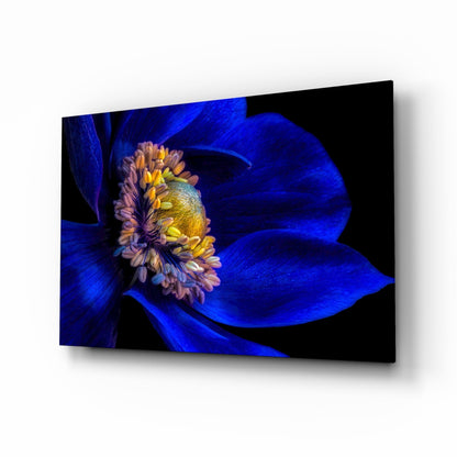 Cobalt Anemone Macro Floral Glass Wall Art