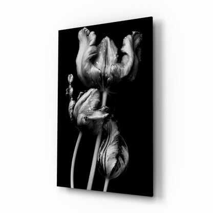 Black and white tulip flowers glass wall art