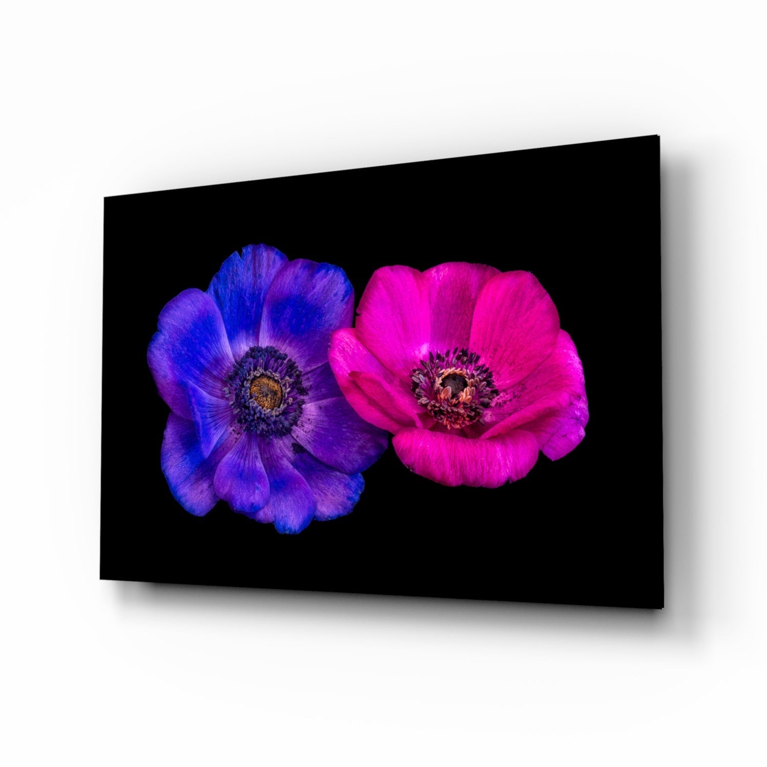Indigo and magenta anemone blooms on glass wall art