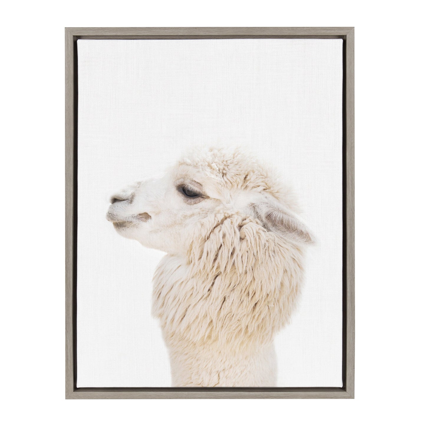 Framed canvas side profile portrait of a fluffy alpaca for boho farmhouse wall decor