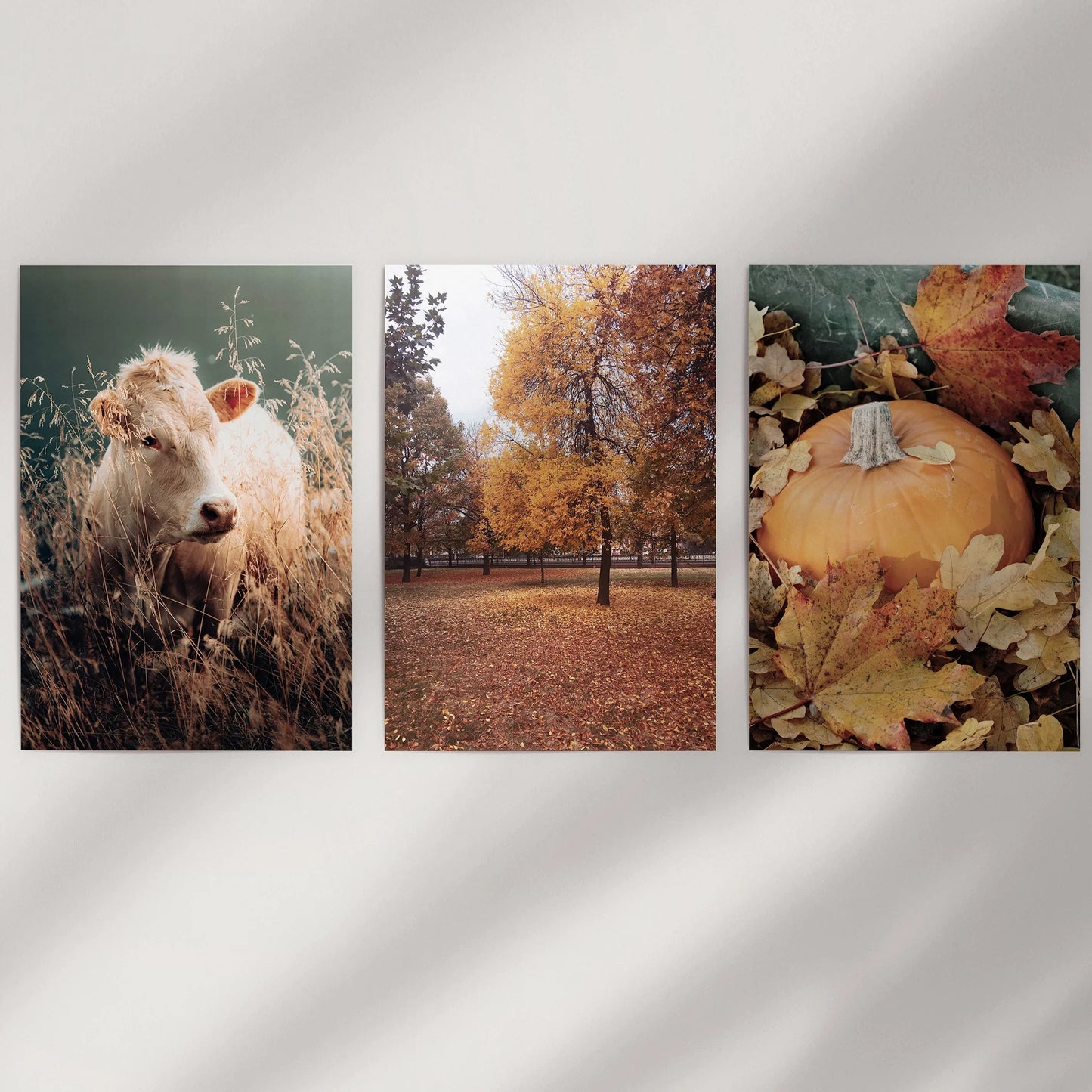 Autumn Farmhouse Wall Art Set of 3 Cow and Fall Prints