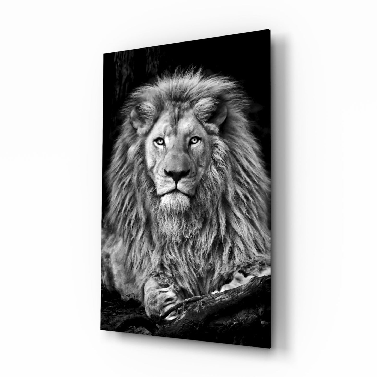 Regal resting lion monochrome glass wall art