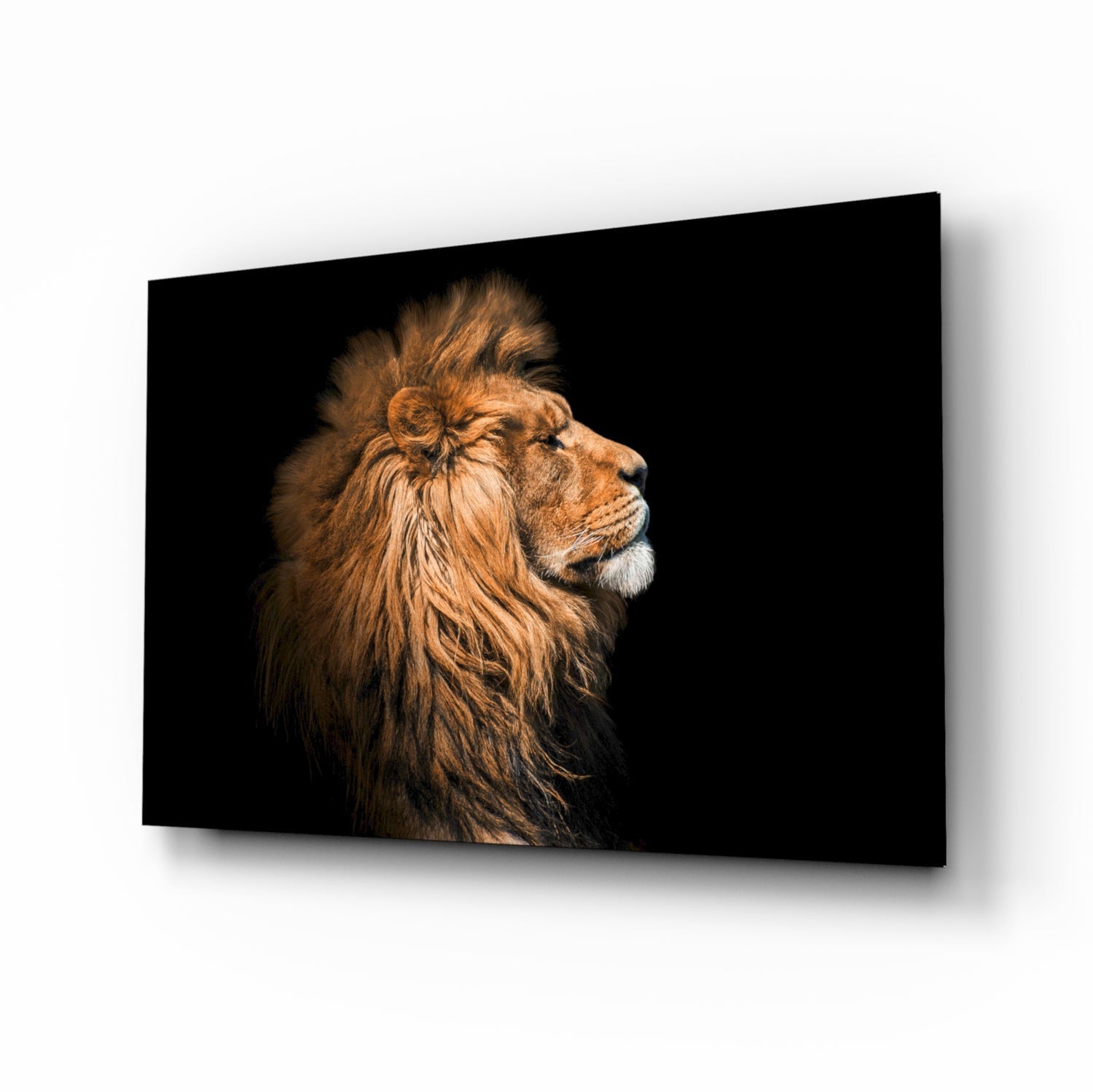 African Lion portrait glass wall art