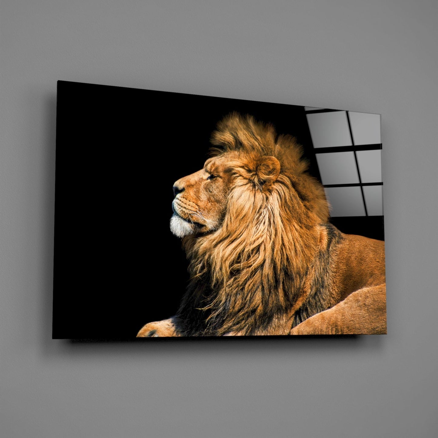 Resting Lion Glass Wall Art