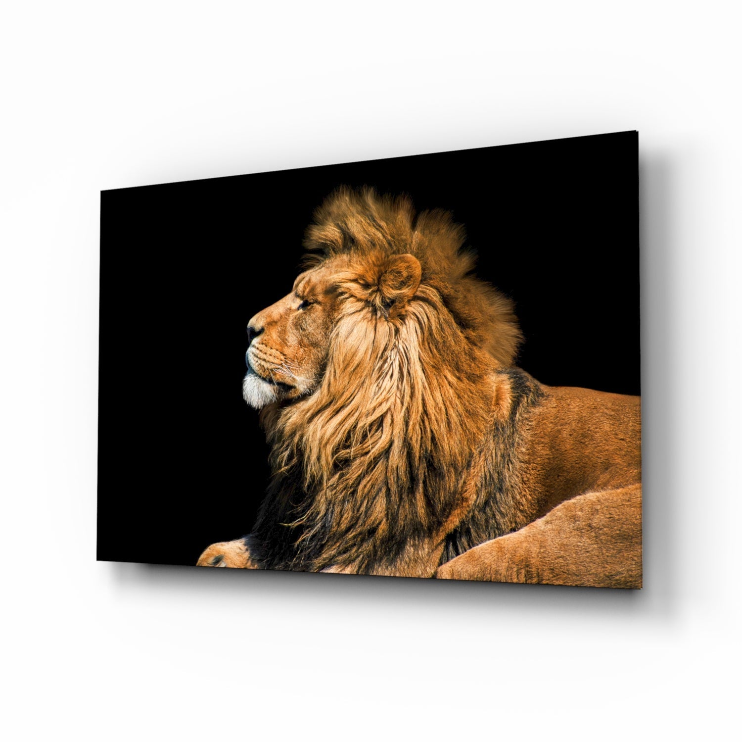 Resting Lion glass wall art