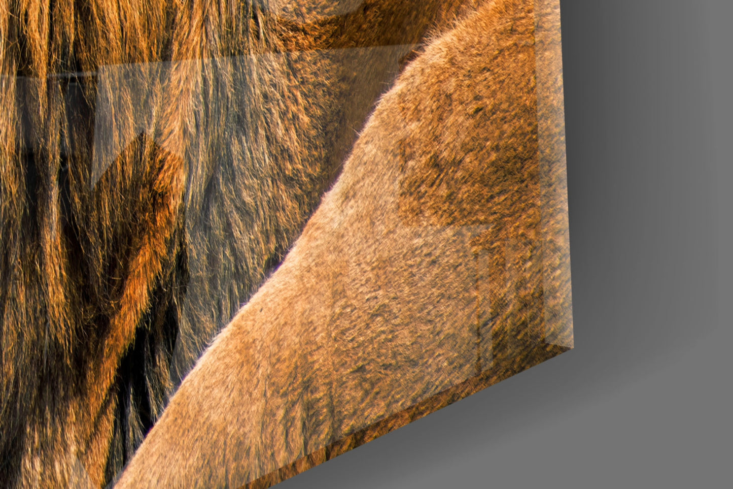 Resting Lion Glass Wall Art