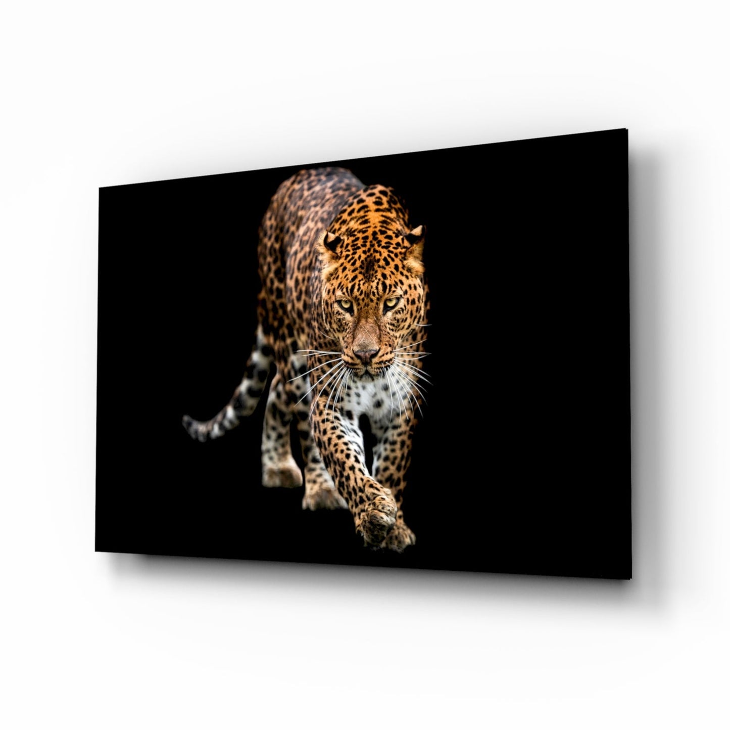 Leopard walking forward against black, wide glass wall art