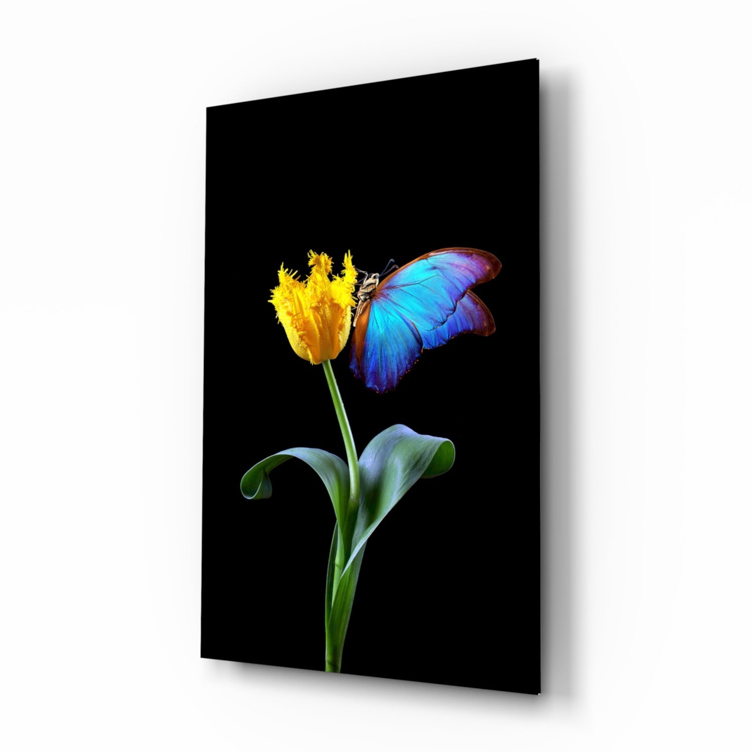 Blue morpho tulip glass wall art