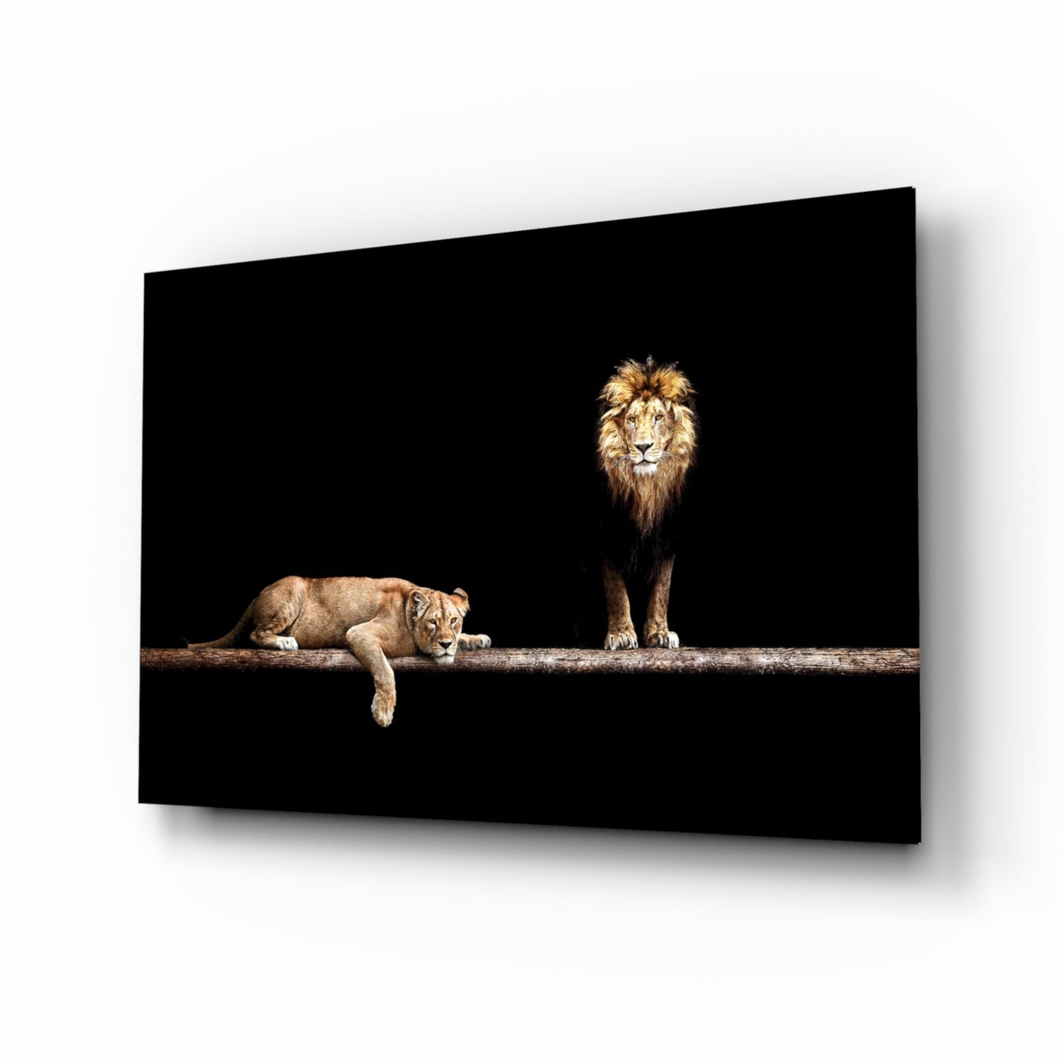 Lion pair resting on a log against black, wide glass wall art