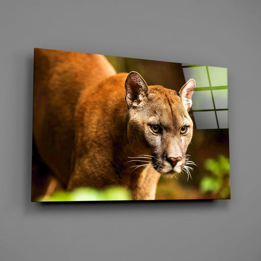 Puma Glass Wall Art - Wildlife