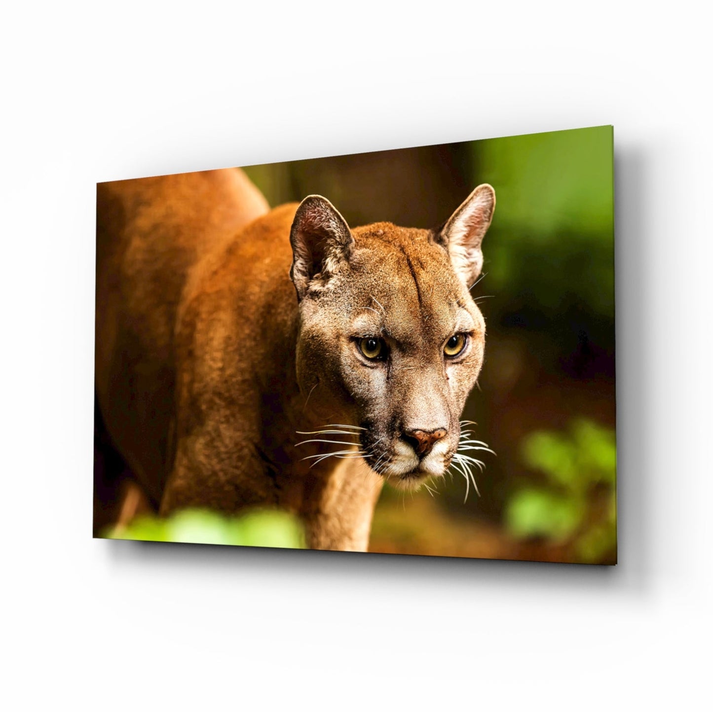 Puma walking forward with emerald forest behind, glass wall art