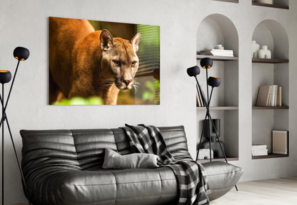 Puma Glass Wall Art - Wildlife