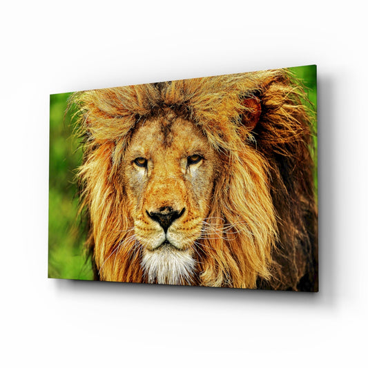 Russet mane safari lion glass wall art amber gaze green bokeh tempered glass