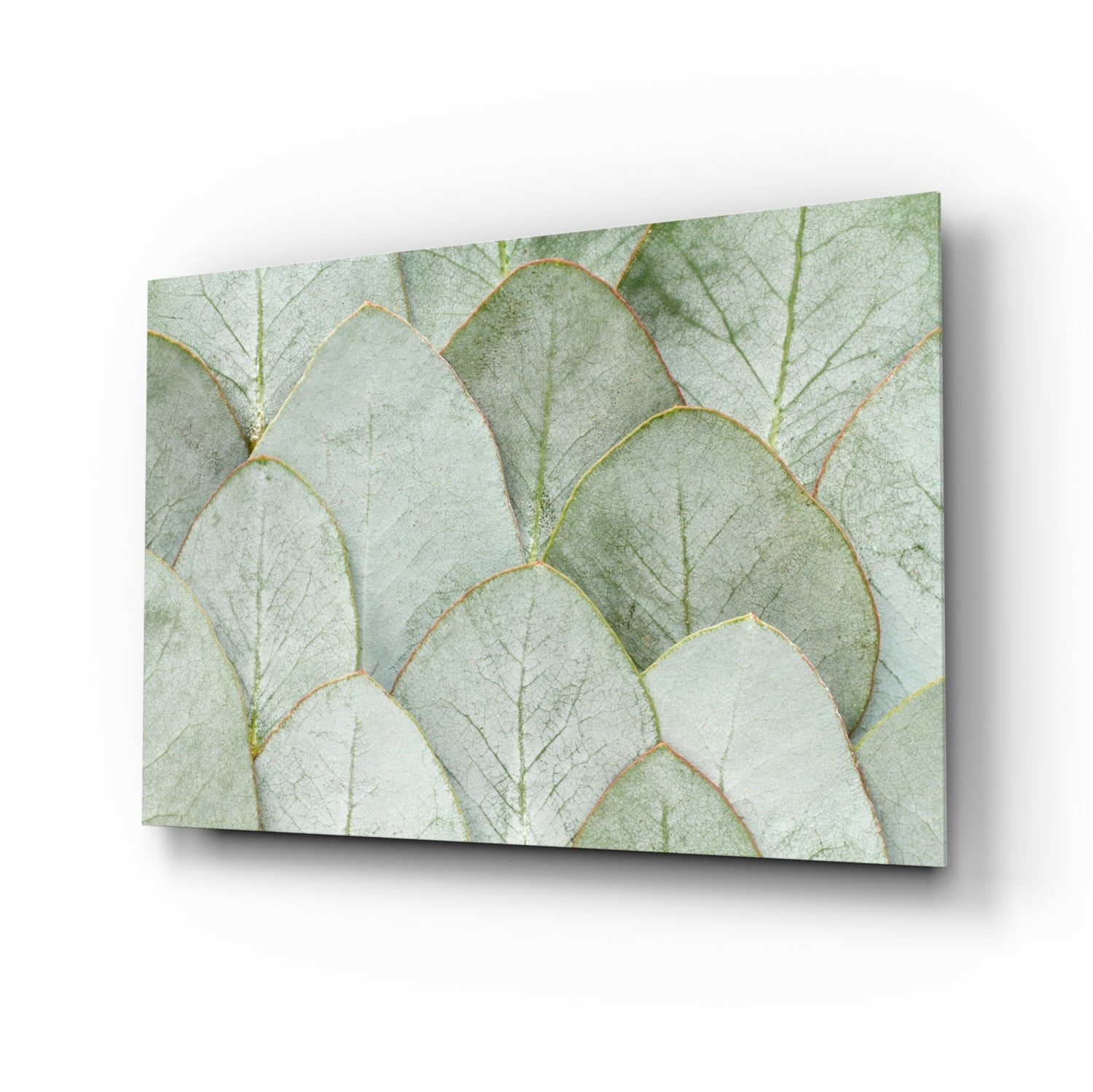 Eucalyptus leaves glass wall art in sage green