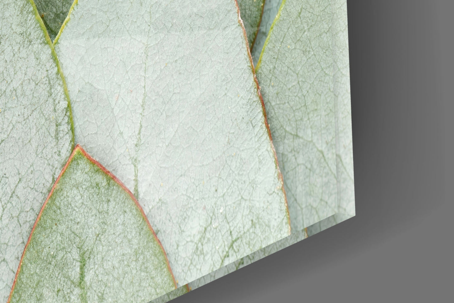 Eucalyptus Leaves Glass Wall Art