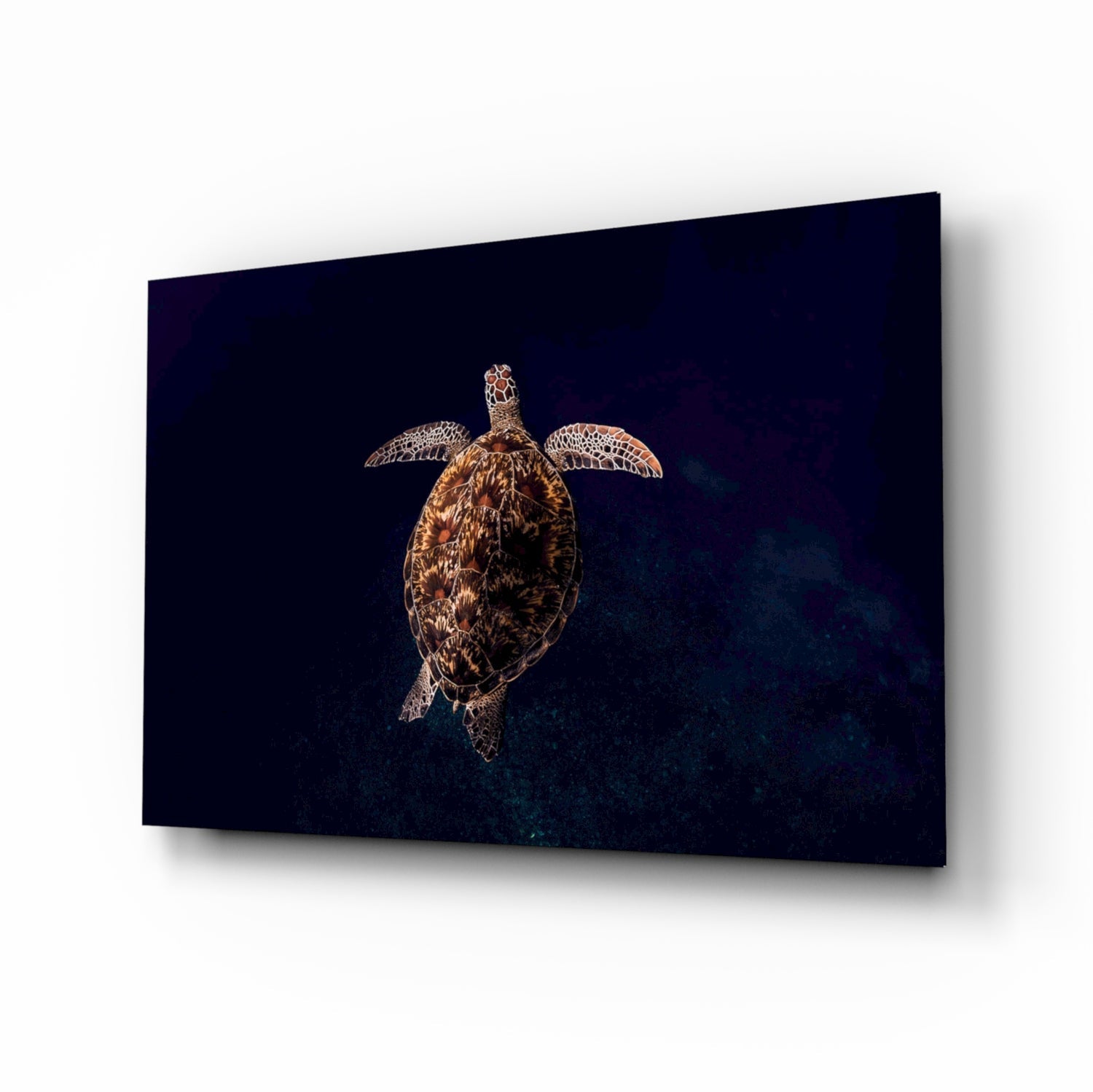Hawksbill Turtle glass wall art ocean scene